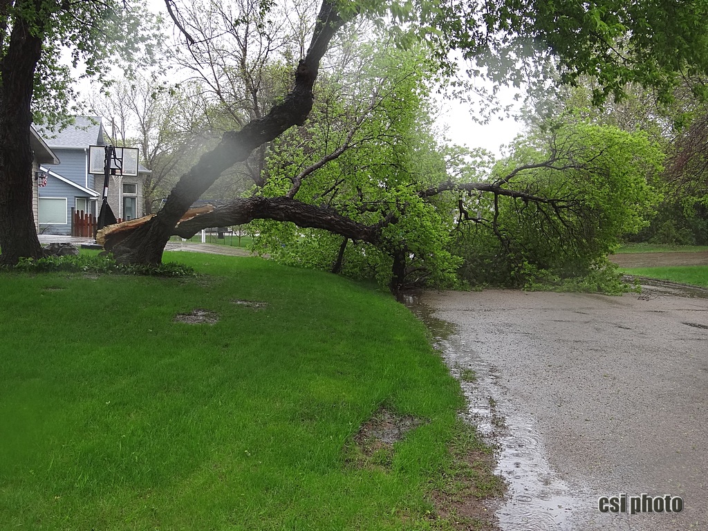 Tree blocking 9th Av SE in 1500 block.  